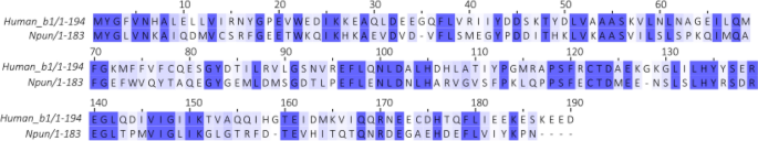 Backbone and side chain NMR assignment of the heme-nitric oxide/oxygen binding (H-NOX) domain from Nostoc punctiforme