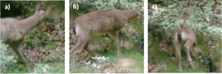 The DeepFaune initiative: a collaborative effort towards the automatic identification of European fauna in camera trap images