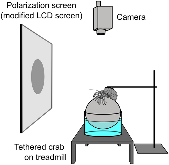 Polarization vision in terrestrial hermit crabs.