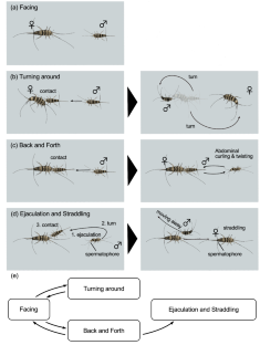 Mating behaviors and multiple mating in the firebrat, Thermobia domestica (Zygentoma: Lepismatidae)