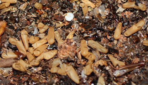 One ant's trash is another ant's treasure: Army ant middens provide resources for diverse ant assemblages