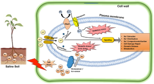 Membrane Proteins in Plant Salinity Stress Perception, Sensing, and Response.