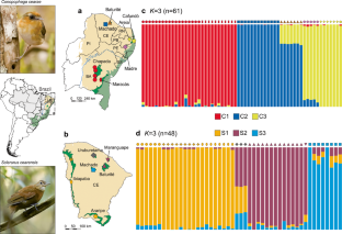 Disentangling the contemporary and historical effects of landscape on the population genomic variation of two bird species restricted to the highland forest enclaves of northeastern Brazil