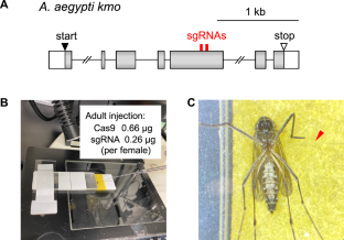 DIPA-CRISPR gene editing in the yellow fever mosquito Aedes aegypti (Diptera: Culicidae)