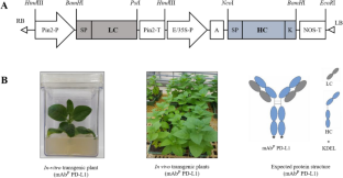 Expression and in vitro function of anti-PD-L1 human antibody expressed in plant