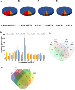 System Analysis of Differentially Expressed miRNAs in Hexaploid Wheat Display Tissue-Specific Regulatory Role During Fe-Deficiency Response