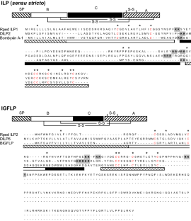 Photoperiod controls insulin and juvenile hormone signaling pathways via the circadian clock in the bean bug Riptortus pedestris (Hemiptera: Alydidae)