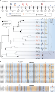 A highly diverse set of novel immunoglobulin-like transcript (NILT) genes in zebrafish indicates a wide range of functions with complex relationships to mammalian receptors.