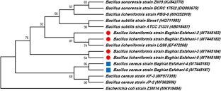 Possible Molecular Targeting of Biofilm-Associated Genes by Nano-Ag in Candida albicans