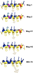 Peptide Flexibility and the Hydrophobic Moment are Determinants to Evaluate the Clinical Potential of Magainins.