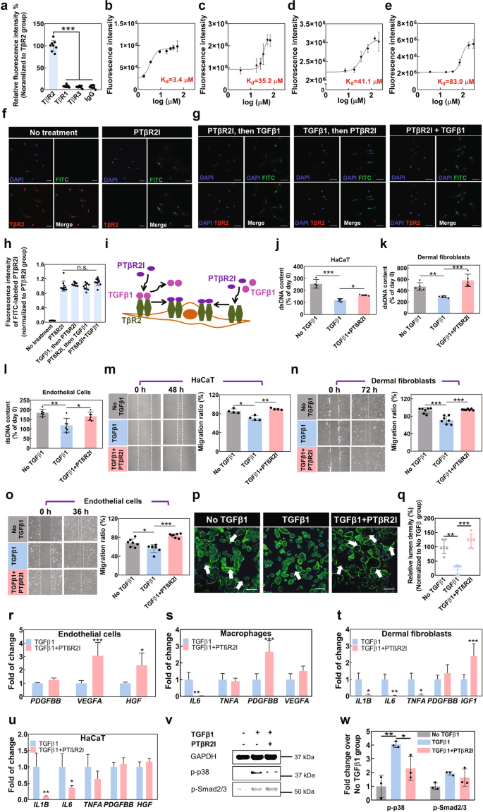 Thermosensitive and antioxidant wound dressings capable of adaptively regulating TGFβ pathways promote diabetic wound healing.