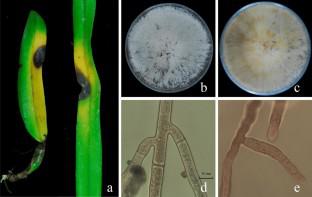 First report of Rhizoctonia solani AG-4 HG-I causing leaf blight disease on Cattleya × hybrid in Taiwan