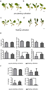 Accumulated Endogenous Abscisic Acid Contributes to the Cold Tolerance of Pre-planted Cultivated Tobacco