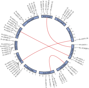 Genome-Wide Analysis of Glutathione S-Transferase Gene Family in P. vulgaris Under Drought and Salinity Stress