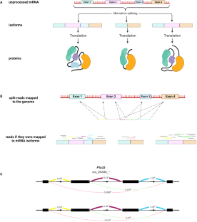 Alternative splicing and environmental adaptation in wild house mice