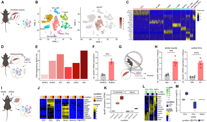 The vascular gene Apold1 is dispensable for normal development but controls angiogenesis under pathological conditions