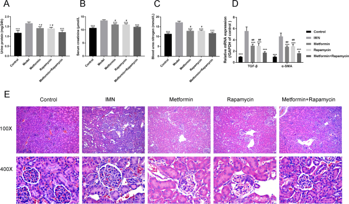 Metformin combined with rapamycin ameliorates podocyte injury in idiopathic membranous nephropathy through the AMPK/mTOR signaling pathway