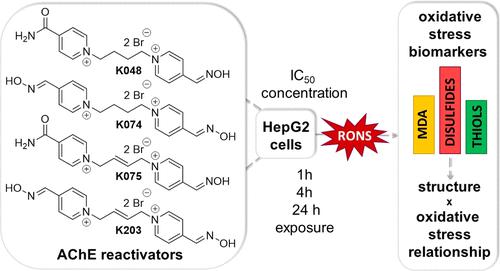 In Vitro Evaluation of Oxidative Stress Induced by Oxime Reactivators of Acetylcholinesterase in HepG2 Cells