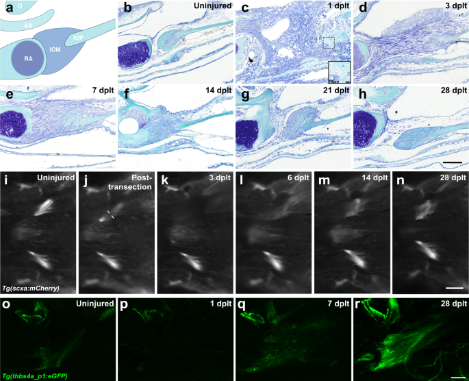 Ligament injury in adult zebrafish triggers ECM remodeling and cell dedifferentiation for scar-free regeneration.