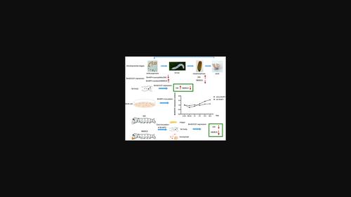 Cloning of suppressor of cytokine signaling 7 from silkworm (Bombyx mori) and its response to the infection of Bombyx mori nucleopolyhedrovirus