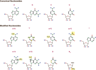 Regulation of the epigenome through RNA modifications.