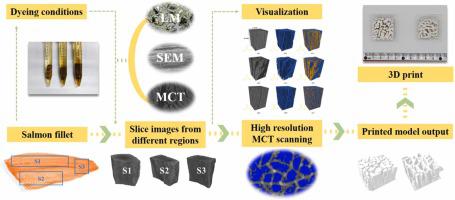 Visualization, modeling and analysis of salmon muscle structure: Based on micro-CT