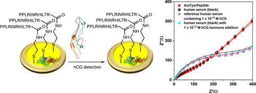 An electrochemical biosensor for the determination of hormone Human Chorionic Gonadotropin (hCG) in human serum