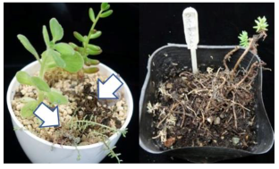 First report of root and stem rot of sedum caused by five oomycete species