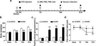Electroacupuncture may alleviate diabetic neuropathic pain by inhibiting the microglia P2X4R and neuroinflammation.