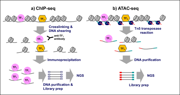 Runt-related Transcription Factors and Gene Regulatory Mechanisms in Skeletal Development and Diseases.