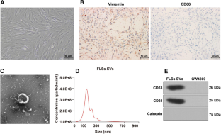 Mir-25-3p in extracellular vesicles from fibroblast-like synoviocytes alleviates pyroptosis of chondrocytes in knee osteoarthritis.