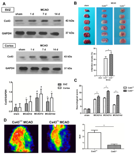 Connexin 43 Promotes Neurogenesis via Regulating Aquaporin-4 after Cerebral Ischemia.