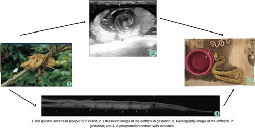 Ultrasonographic and radiographic evaluation of gestation in golden lanceheads (Bothrops insularis) in ex situ breeding programs.