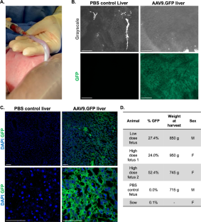 Comment on: Premature delivery in the domestic sow in response to in utero delivery of AAV9 to fetal piglets