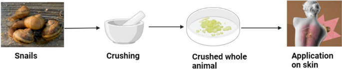 Biological activities of gastropods secretions: snail and slug slime