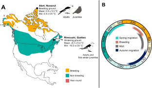 Born in the cold: contrasted thermal exchanges and maintenance costs in juvenile and adult snow buntings on their breeding and wintering grounds.