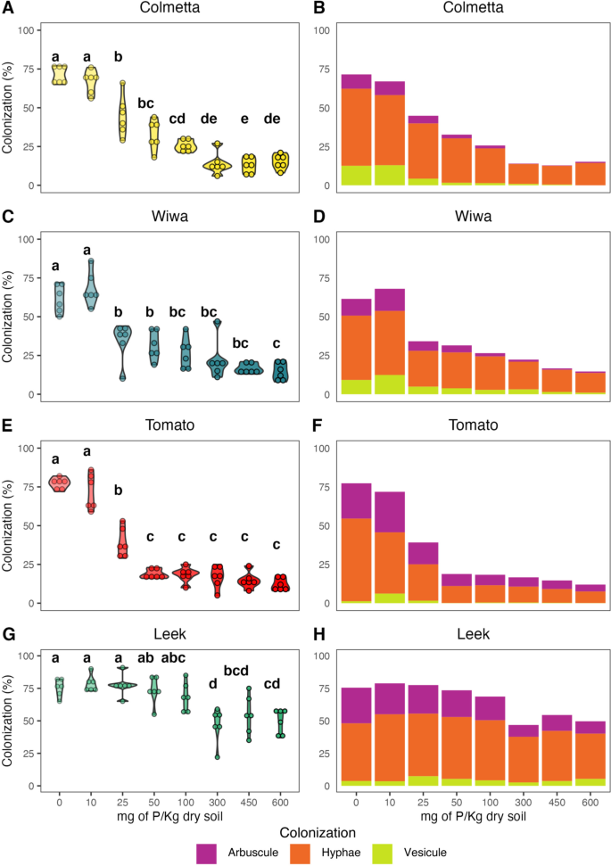 Quantification of arbuscular mycorrhizal fungi root colonization in wheat, tomato, and leek using absolute qPCR.