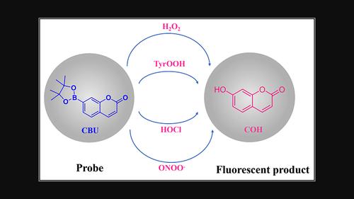 Theoretical study on oxidation mechanism of fluorescent probe, coumarin-7-pinacolboronate by various reactive oxygen species