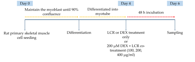 Protective effect of Luffa cylindrica Roemer against dexamethasone-induced muscle atrophy in primary rat skeletal muscle cells.