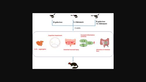 Mechanism of cognitive impairment induced by d-galactose and l-glutamate through gut-brain interaction in tree shrews.