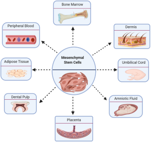 Bone marrow mesenchymal stem cells' osteogenic potential: superiority or non-superiority to other sources of mesenchymal stem cells?