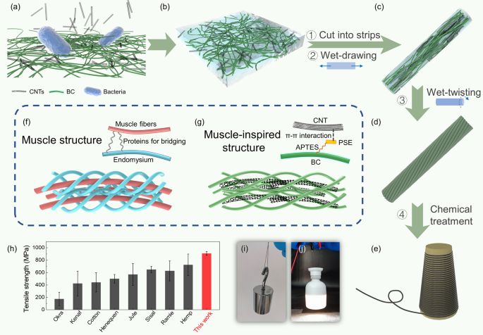 Ultrastrong and fatigue-resistant bioinspired conductive fibers via the in situ biosynthesis of bacterial cellulose