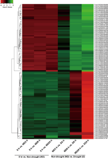 Transcriptome analysis of drought response in a domestic wheat cultivar (Triticum aestivum L. cv. Keumkang)