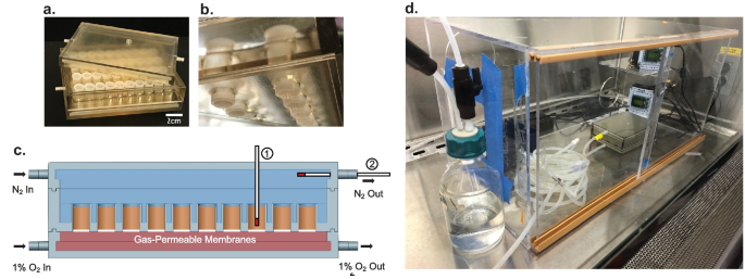 An in vitro platform for study of the human gut microbiome under an oxygen gradient