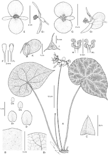 Begonia locbaosangii (Begoniaceae), a handsome new species from Lang Son Province, North Vietnam