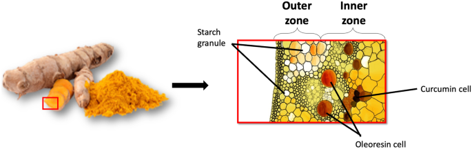 Impact of Cell Disintegration Techniques on Curcumin Recovery