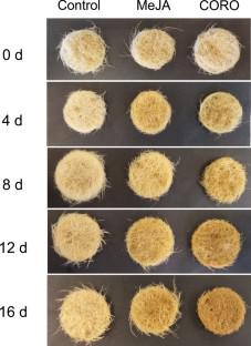 Metabolic changes in hairy root cultures of Centella asiatica treated with methyl-jasmonate and coronatine: a 1H-NMR-based metabolomics approach