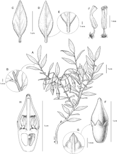 Five new species of Vaccinium (Ericaceae) from New Guinea, including one with a superior ovary