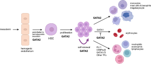 GATA2 Deficiency: Predisposition to Myeloid Malignancy and Hematopoietic Cell Transplantation.