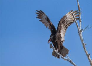 Avian Pox in New World Vultures: An Unnoticeable or Overlooked Infectious Disease?